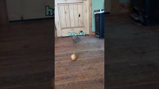 Armadillo loves apples a little too much