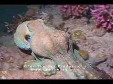 For The Sea - invisible Octopus Hunting At Night