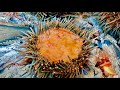 Cooking in Sea Urchins.. 2 Night Boat Camping Catch and Cook adventure ...