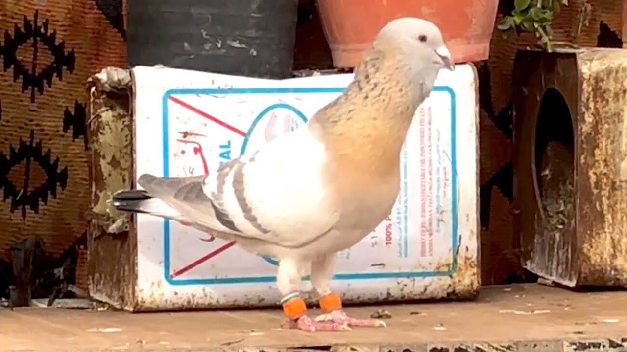 وهاي الحلقة عند حمامات اخونه احمد مروش