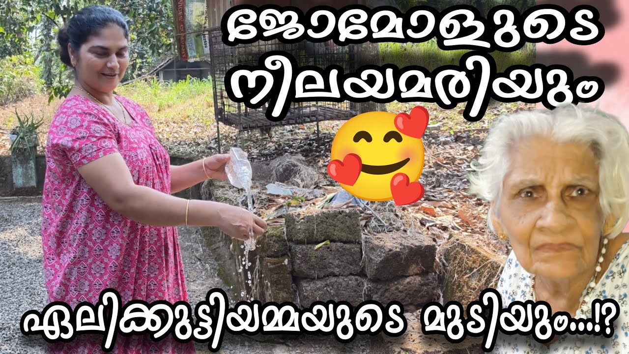 ജോമോളുടെ നീലയമരിയും!? 🥰 ഏലിക്കുട്ടിയമ്മയുടെ മുടിയും ..!?#familyvlog #omallookaran #trendingvideo