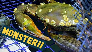 MONSTER MUD CRAB | Covered in BARNACLES