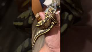 Celebrity Lesser morph 🧬 #ballpython 🐍 Net Worth