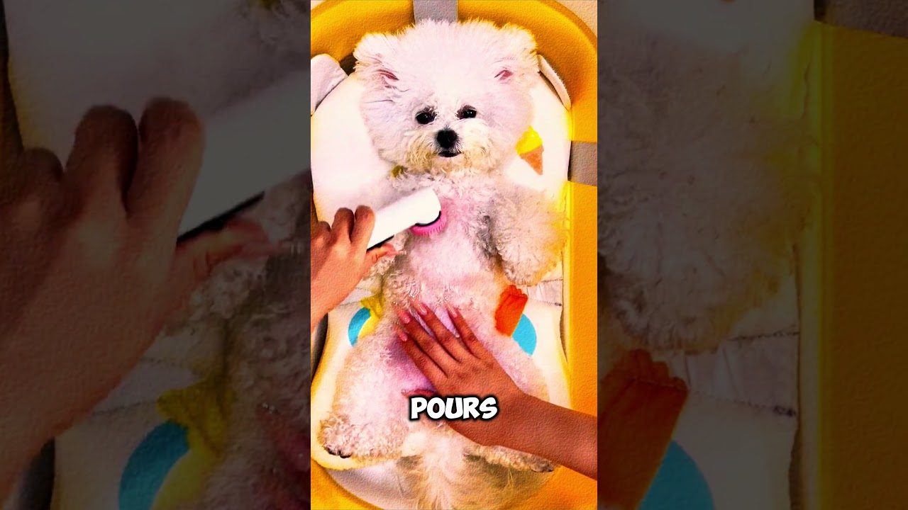 Купание щенка в гидромассажной ванне. Эта собака живет лучше, чем я!