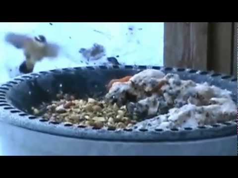 how-to-make-peanut-butter-suet-for-wild-birds