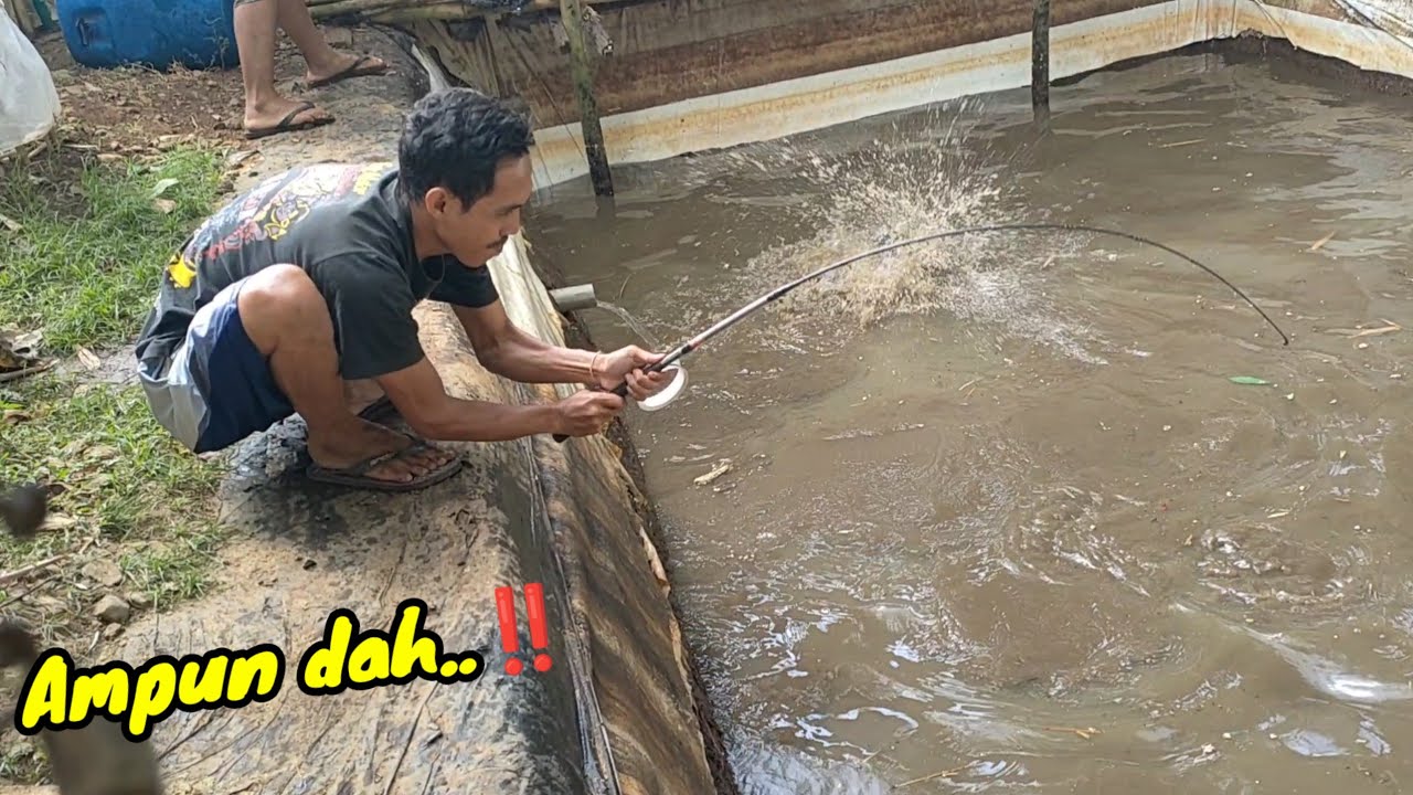 Kusus yang punya nyali..‼️ mancing lele unggahan super