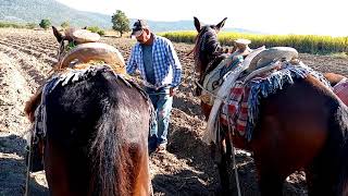 Cultivando caña de Azúcar en el estado de Morelos (Tapando caña con tronco de caballos)