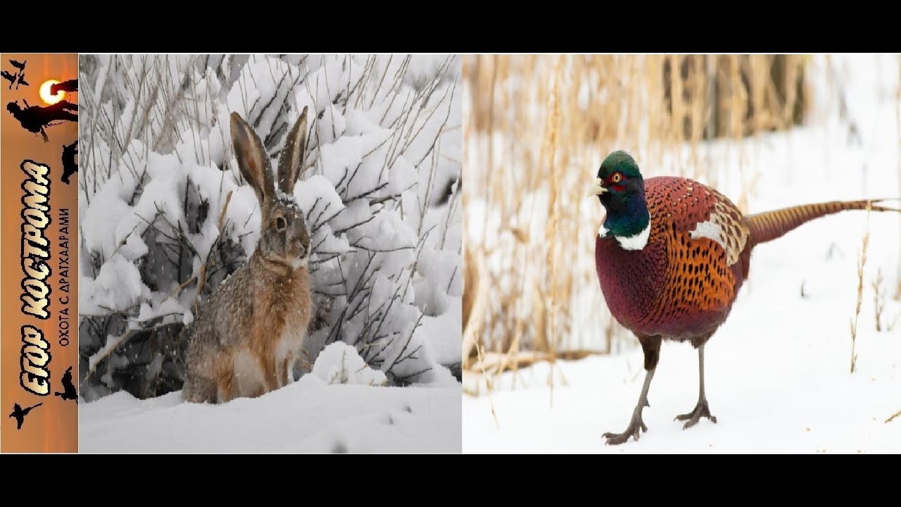 Охота на фазана и зайца после снега.