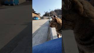 防波堤に座ると猫駆け寄ってきた