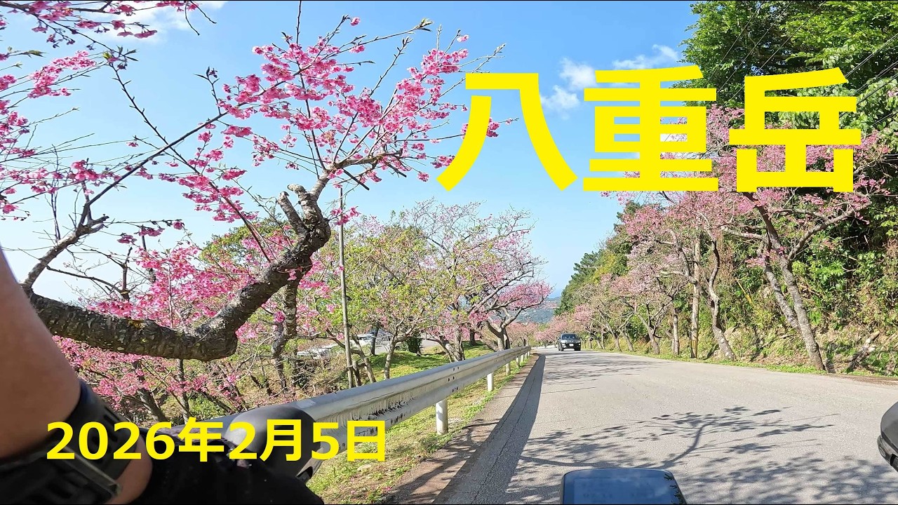 さくら🌸満開　沖縄北部の八重岳は10%超えの激坂でした🚴　20260205