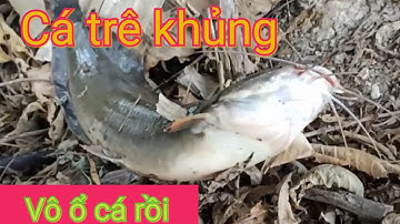 Câu cá trê khủng Cá rô đồng / Lọt vào động cá trê khủng mà không hay / Trúng ổ cá rồi / T236