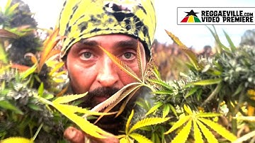 Serious DeWitness feat. Messenjah Selah - Organic [Official Video 2025]