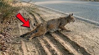 🐾😭 Injured BOBCAT Dragged Himself for Help—No One Stopped… Until One Stranger Did screenshot 1