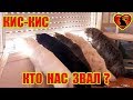 Почему Коты Откликаются на КИС-КИС и Работает ли Это с Тиграми и Львами?!