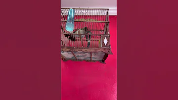 ولد خلوي ما شاء الله Birds Birdsounds اكسبلور بلبل 