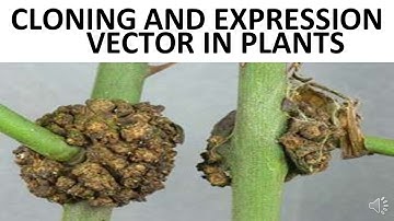 plant cloning and expression vectors