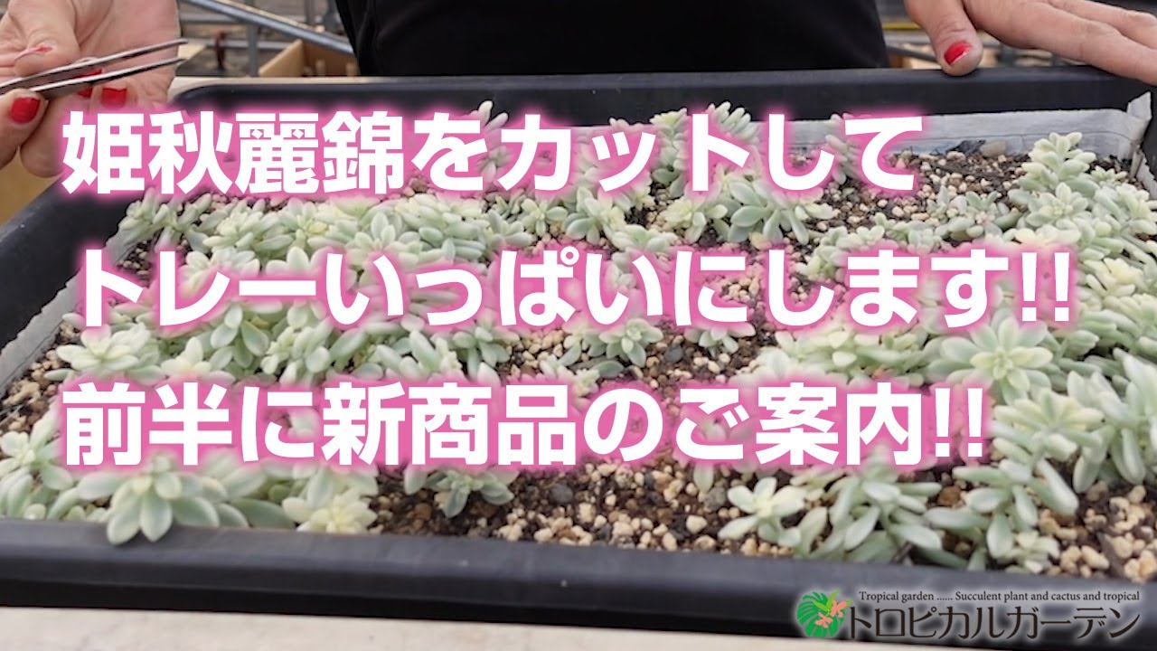 Succulent] Cut Himeaki Rei Nishiki and fill the tray
