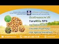 Особливості дії YaraMila NPK на прикладах озимої пшениці та ярого ячменю