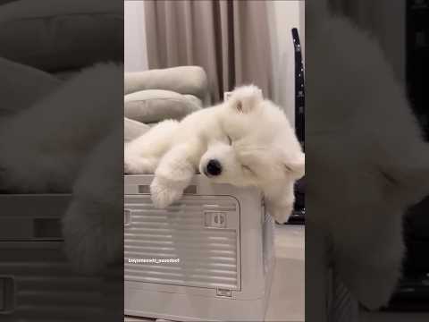 サモエドさん見て癒されたら寝ろwww #動物 #イヌ #サモエド