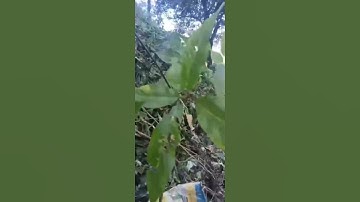 Củ sâm rừng tự nhiên nặng 150gram, dài 28cm, hơn 20 tuổi lên bình cực đẹp @All  #sâm_ngọc_linh_rừng