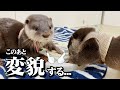 あざといウソ系女子、変貌する。【カワウソ赤ちゃん】