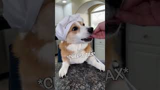 Corgi Gets Cooking Check The Comments