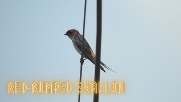 Close Up Video of Red-rumped Swallow