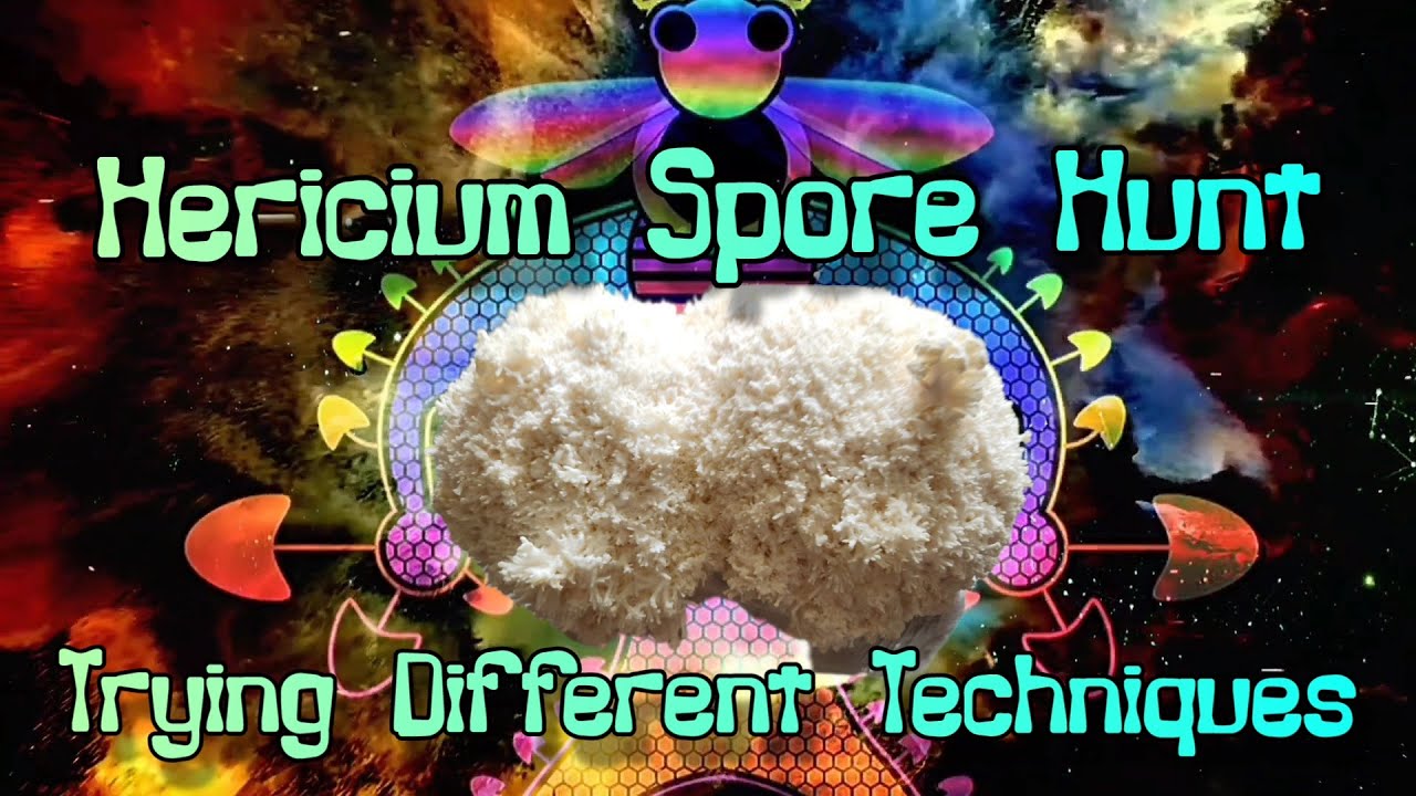 Hericium Spore Hunt: Trying Different Techniques