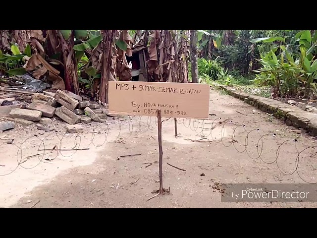 Cara pasang racik gantung burung ruak ruak/aring wak wak class=