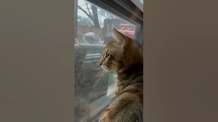 Watch the video about My Savannah cat Trilling, chirping or twittering at birds calling them to come over