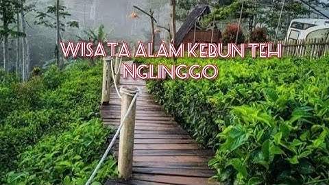Wisata Kebun Teh Nglinggo Samigaluh Kulonprogo.