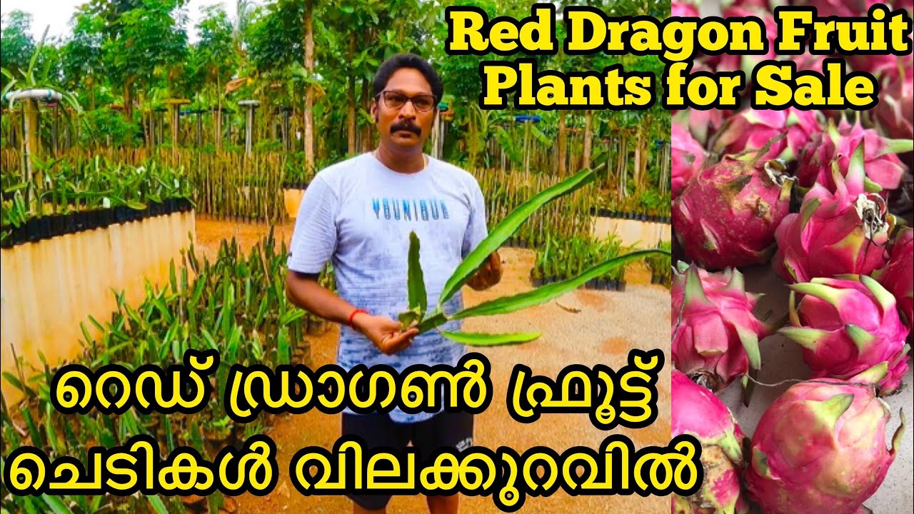 Red Dragon Fruit Plants for Sale ഈ ചെടിക്ക് ഒരു പ്രത്യേകതയുണ്ട് Part