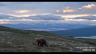 Bears on Dumpling Mountain - Explore.org June 26, 2021