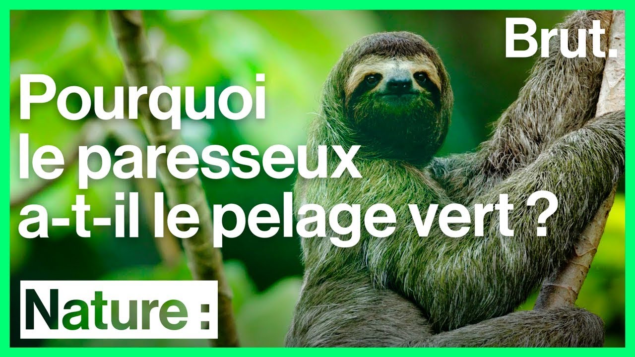 Le Paresseux vert