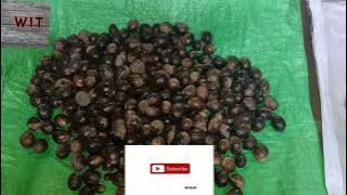 HARGA TERBARU BIJI PALA CAMPUR/AT/AB 2021