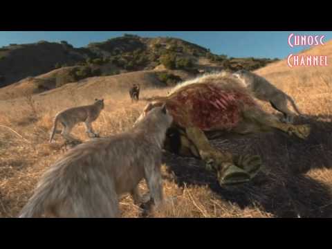 Video: Evoluția Monștrilor: Selecția Naturală Desfigurează Fără Milă Animale - Vedere Alternativă