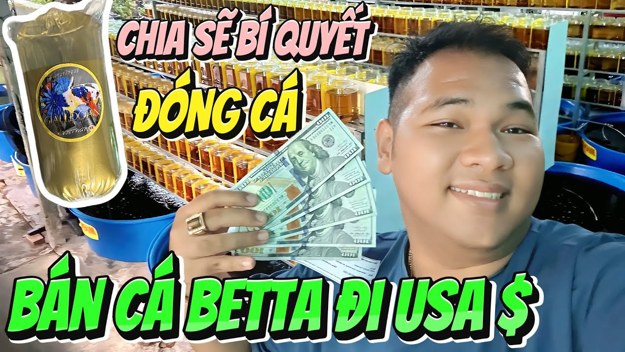 Cách đóng cá BETTA gửi đi xa / Quy trình ship cá BETTA đi nước ngoài.!