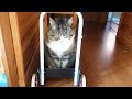 注目されたくて手押し車で登場するねこ。-Maru appears with the push cart to get attention.-