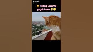video lucu kucing dan gagak