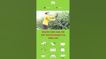 Nguồn cung hạn chế đẩy giá dứa nghịch vụ lên cao | VTC16