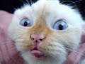 Смешные кошки 7 ● Приколы с животными лето 2014 ● Funny cats vine compilation ● Part 7