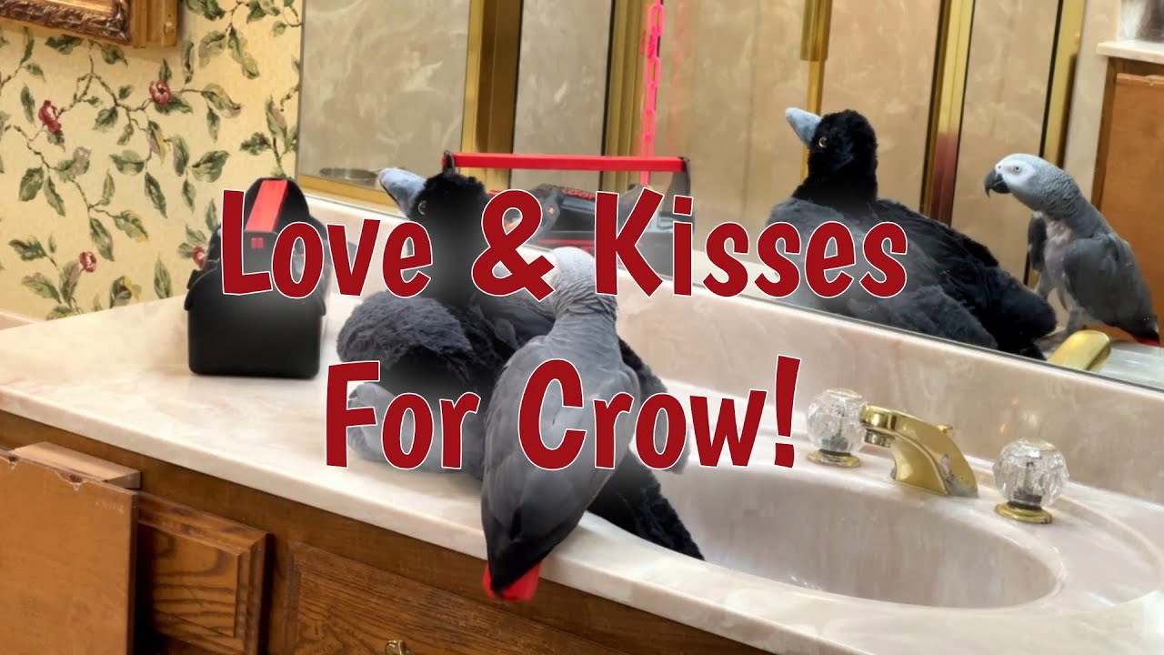 Einstein Parrot showers the crow with love and kisses! YouTube