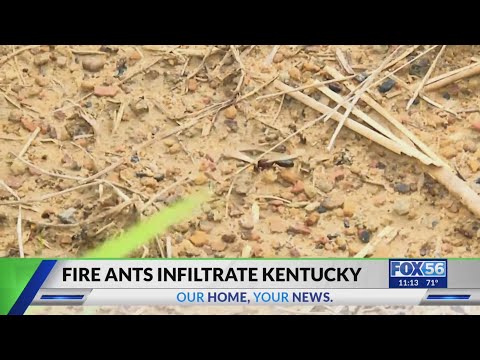 Fire ants infiltrate