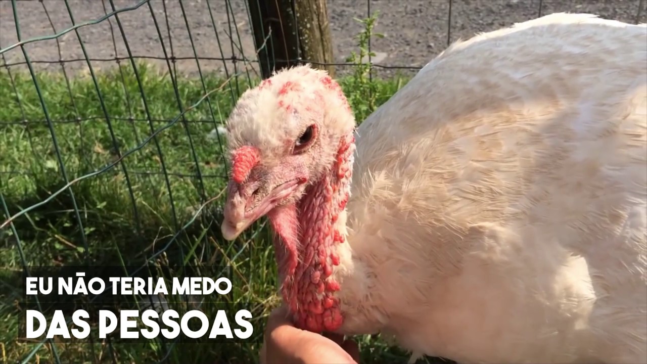 porco rosso ending Em outra vida eu seria...