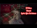 RVDiva Danni, Looks Like Christmas!