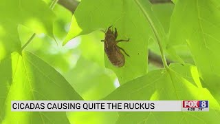 Cicadas cause ruckus in Piedmont Triad