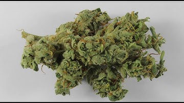 Marijuana Testing Yields Fascinating Results