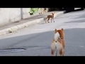 キタキツネ vs 柴犬