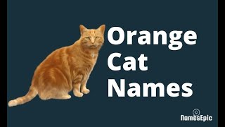 20 Best Orange Cat Names | Cute Orange Cat Names | NamesEpic by NamesEpic 15,567 views 2 years ago 1 minute, 41 seconds
