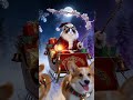 Ragdoll Cat Santa and Corgi Reindeer